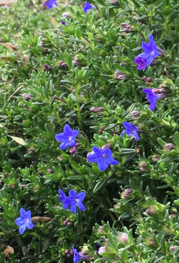 low growing shrubs give off blue flowers in the spring, on campus at Christian boarding school, in Canyonville, Oregon