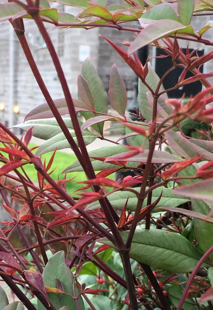 These shrubs have fresh red leaves, in the spring