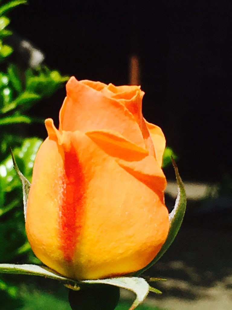 Beautiful rose blooming on CCA campus, a Christian Academy located in Canyonville, Oregon